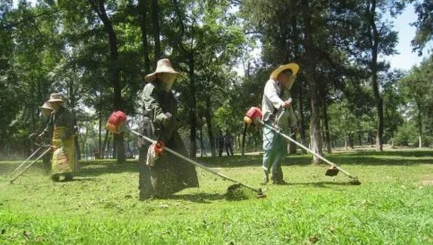 綠化養(yǎng)護