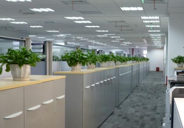 辦公樓綠植租賃