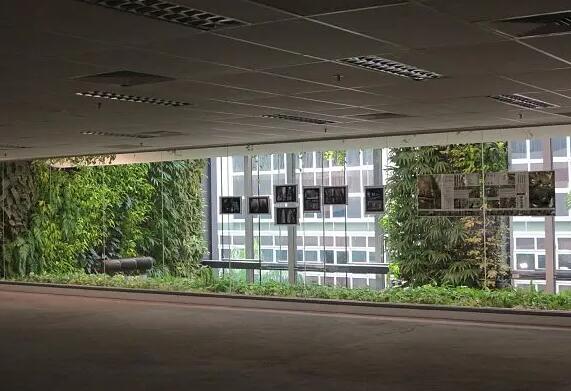 辦公樓綠植租賃