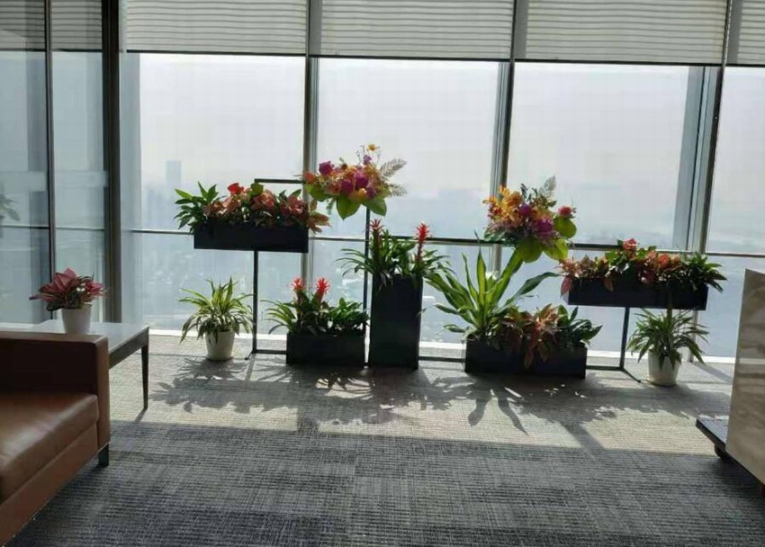 辦公樓綠植租賃