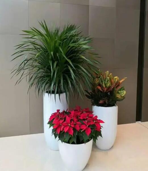 酒店綠植租賃