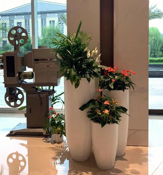 酒店綠植租賃
