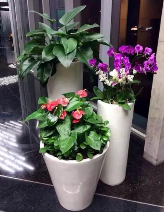 酒店綠植租賃