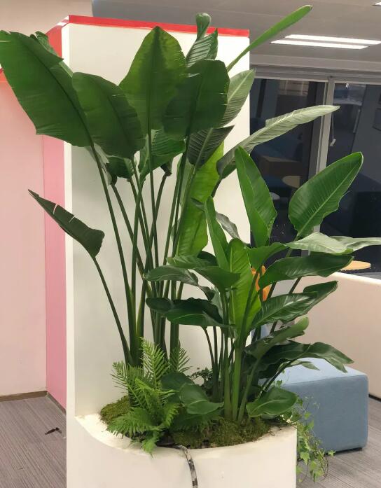 酒店綠植租賃