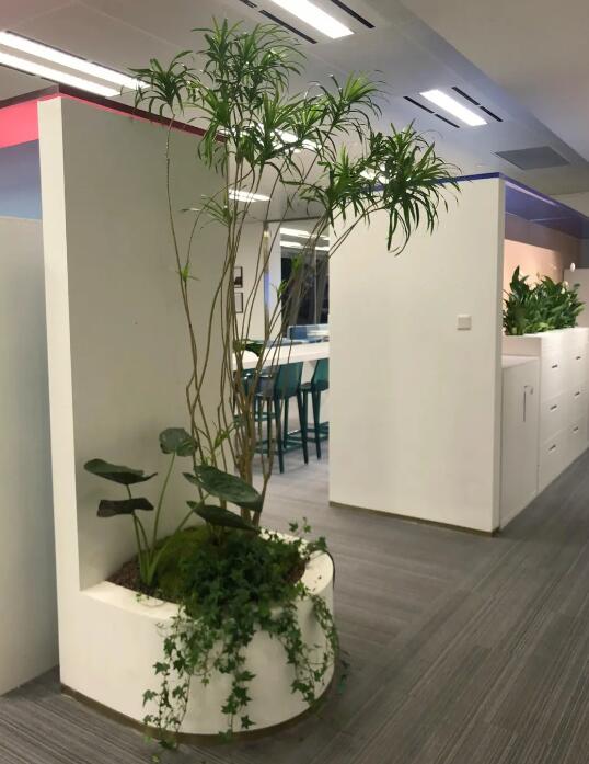 酒店綠植租賃