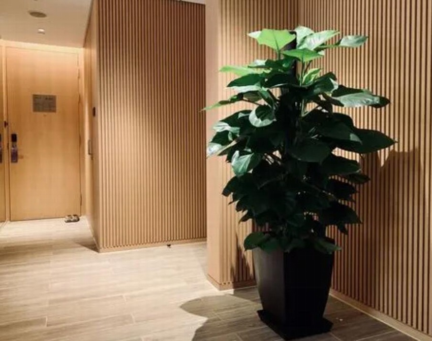 酒店綠植租賃