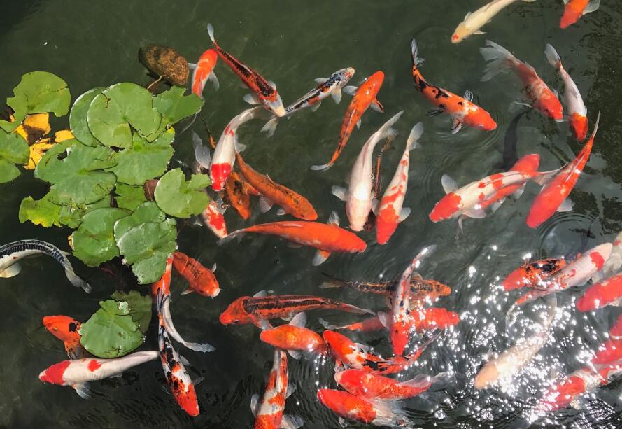 假山魚池