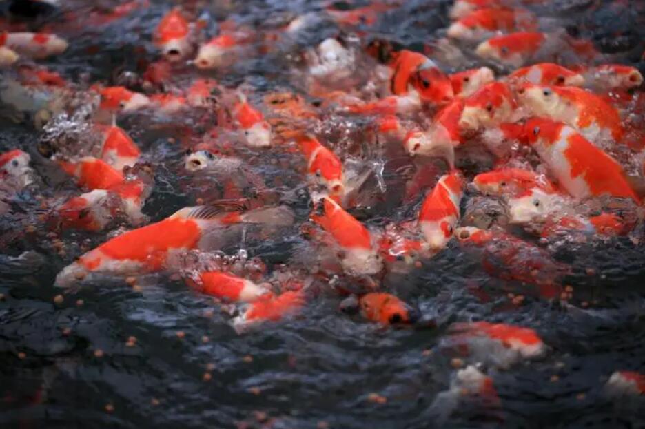 假山魚池