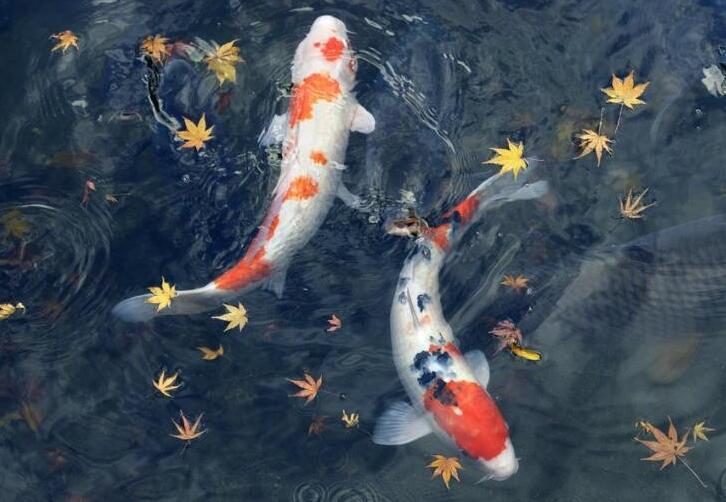假山魚(yú)池