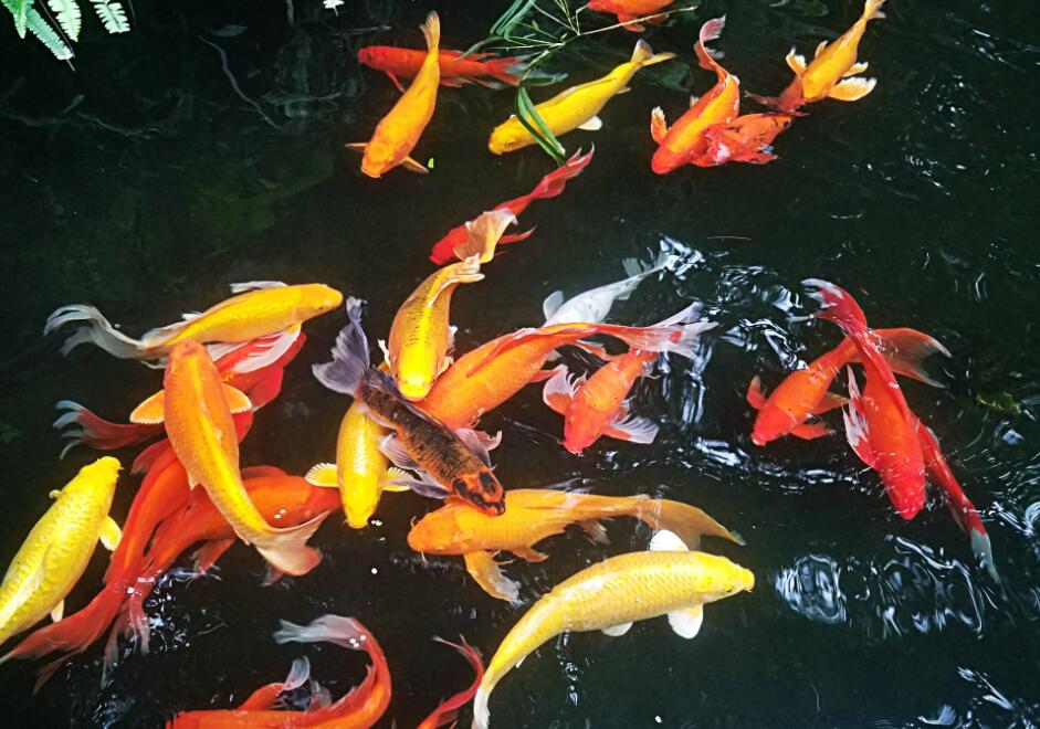 假山魚池